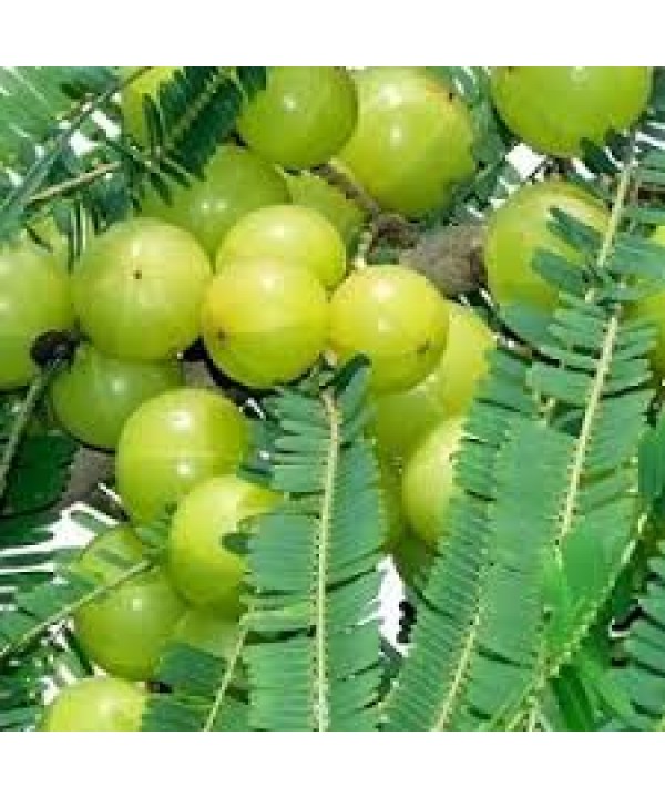 Organic Amla Indian Gooseberry Powder Half & 1 Lb Pack 47851 Buy Herbal Powder Online